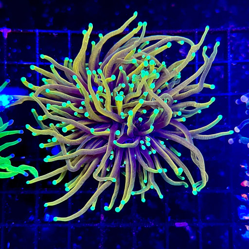 Dragon Soul Torch Coral