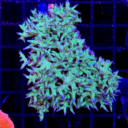 Neon Green Birdsnest Coral