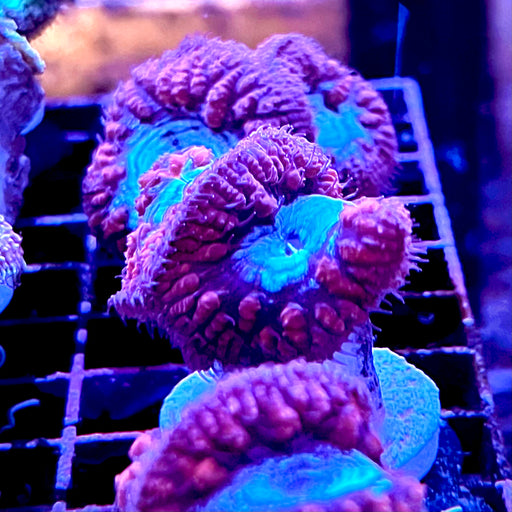 Blue & Red Blastomussa Wellsi