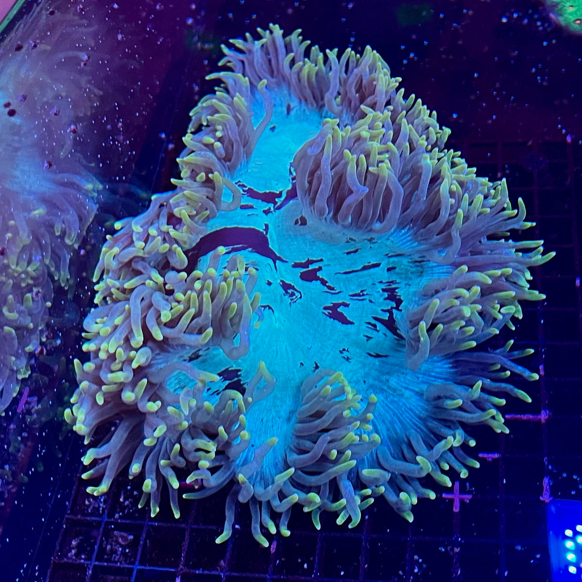 Gold Tip Elegance Coral