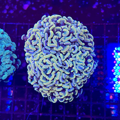 Gold Hammer Coral