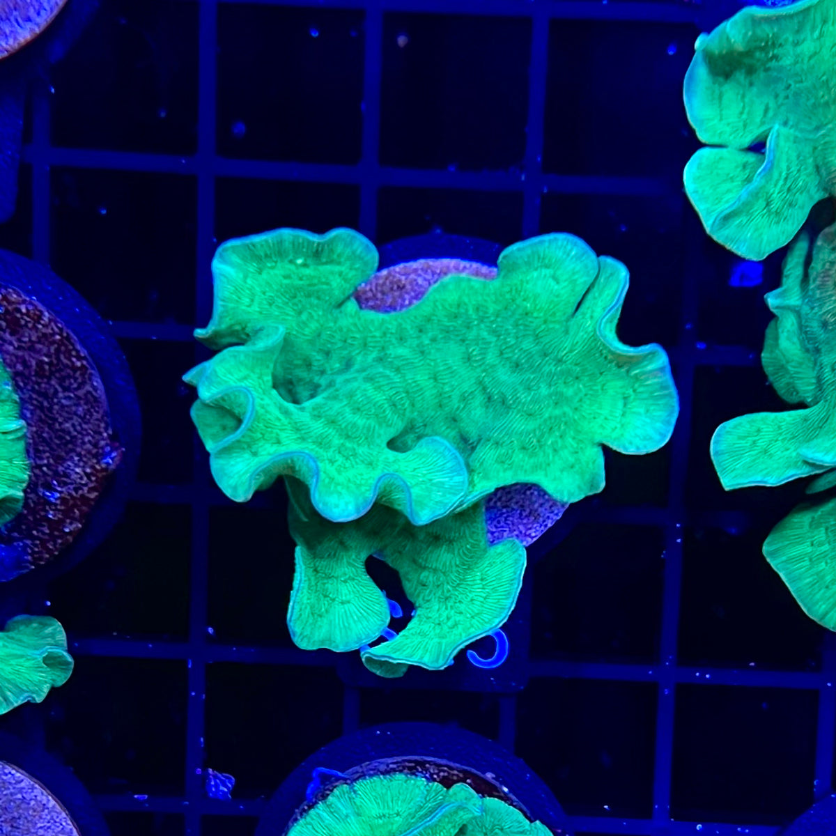 Pavona Coral (Cactus/Chip Coral)