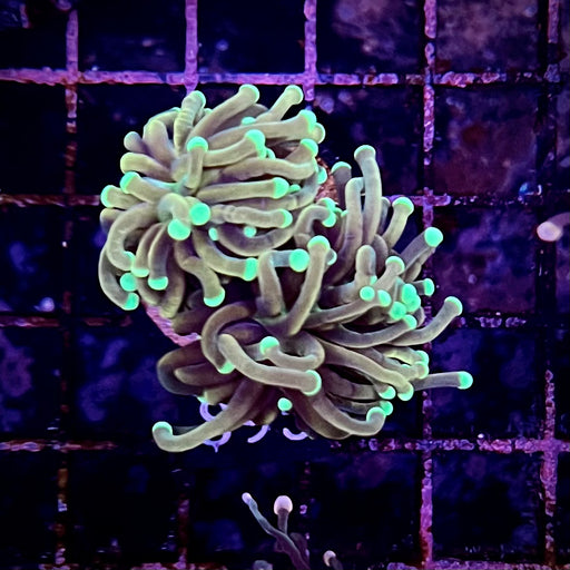 Green tipped Torch Coral 094