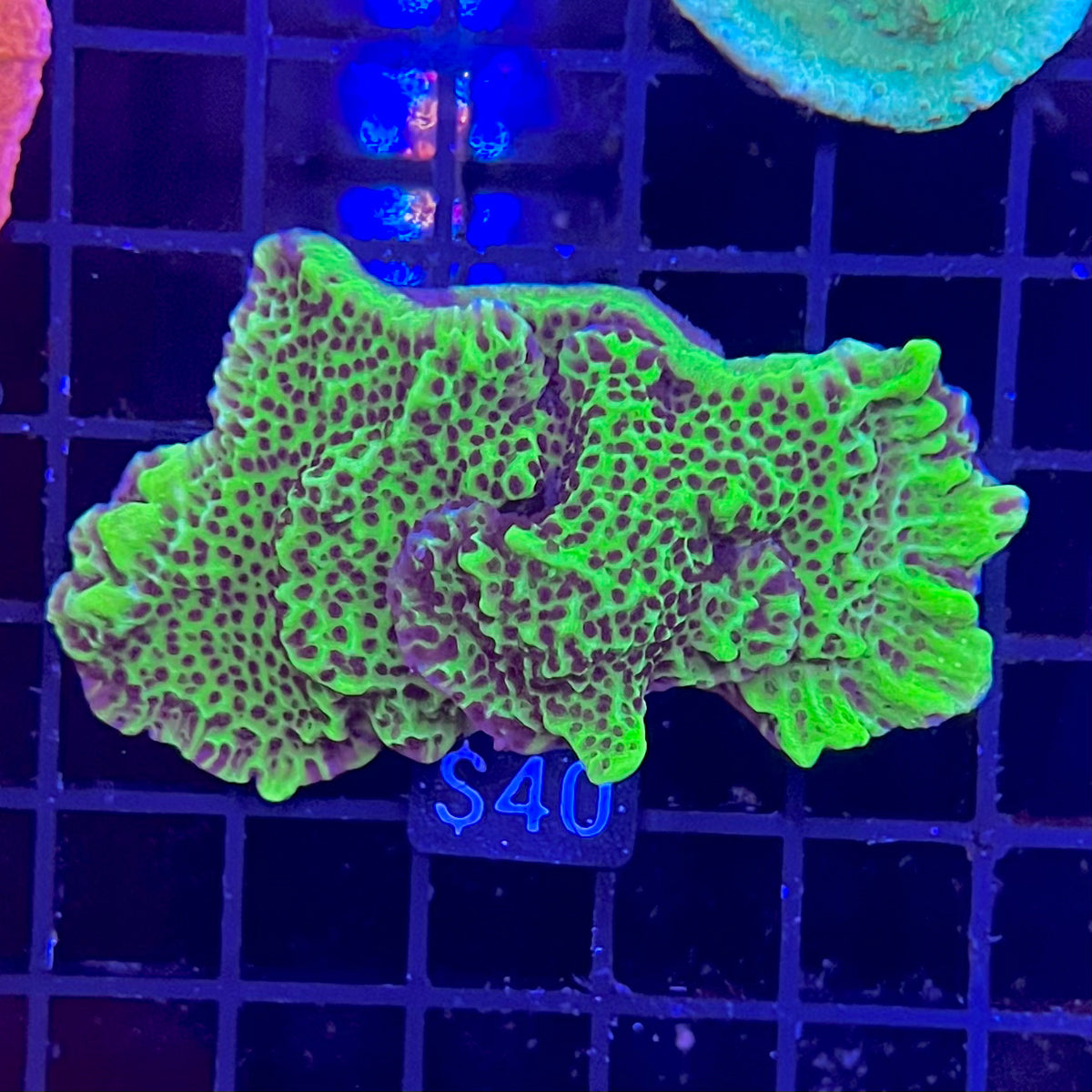 Neon Green Montipora Spongodes