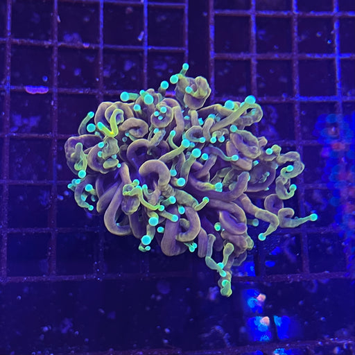 Dragon Soul Torch Coral