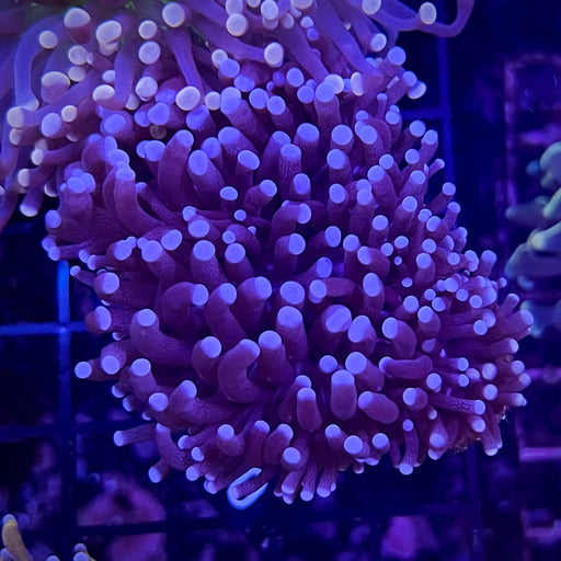 Blue Tipped Purple Torch Coral 098