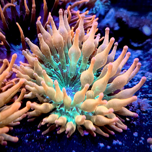 Rainbow Bubble Tip Anemone
