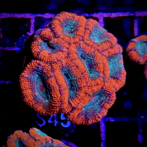 Red and Green Acan Lord Coral  Frag