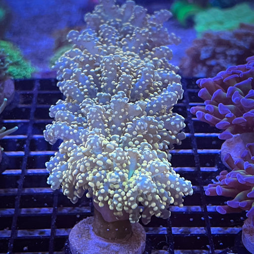 Gold Tipped Australian Frogspawn Coral