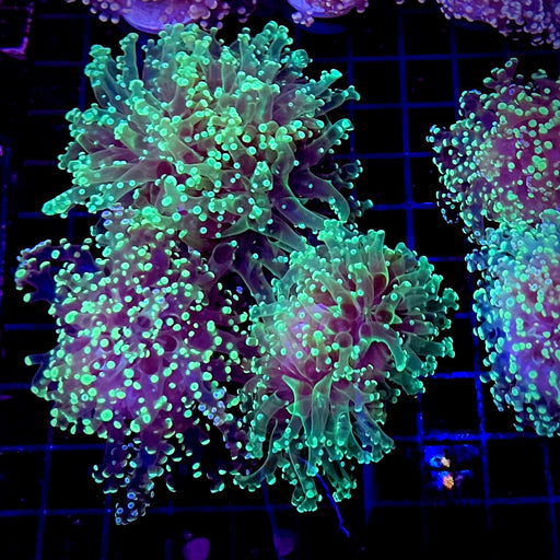 Green & Blue Frogspawn Frag