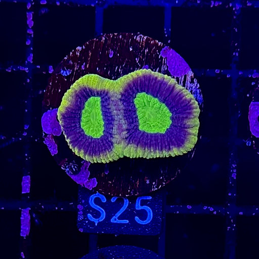 Dragon Soul Prism Coral