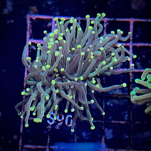 Yellow tipped Green Torch Coral 089