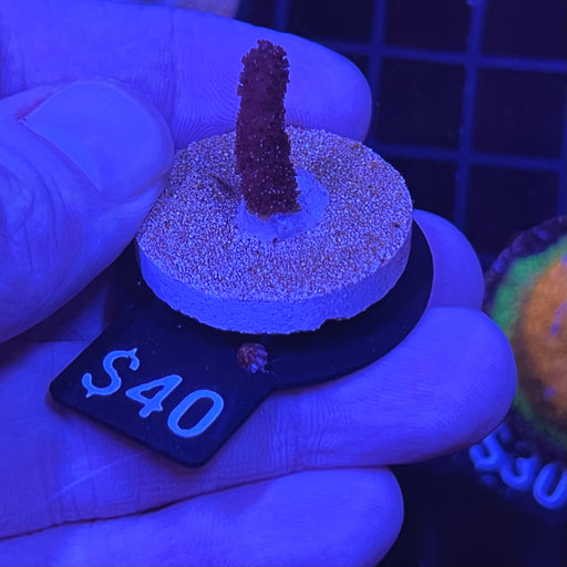 German Blue Montipora Digitata Coral