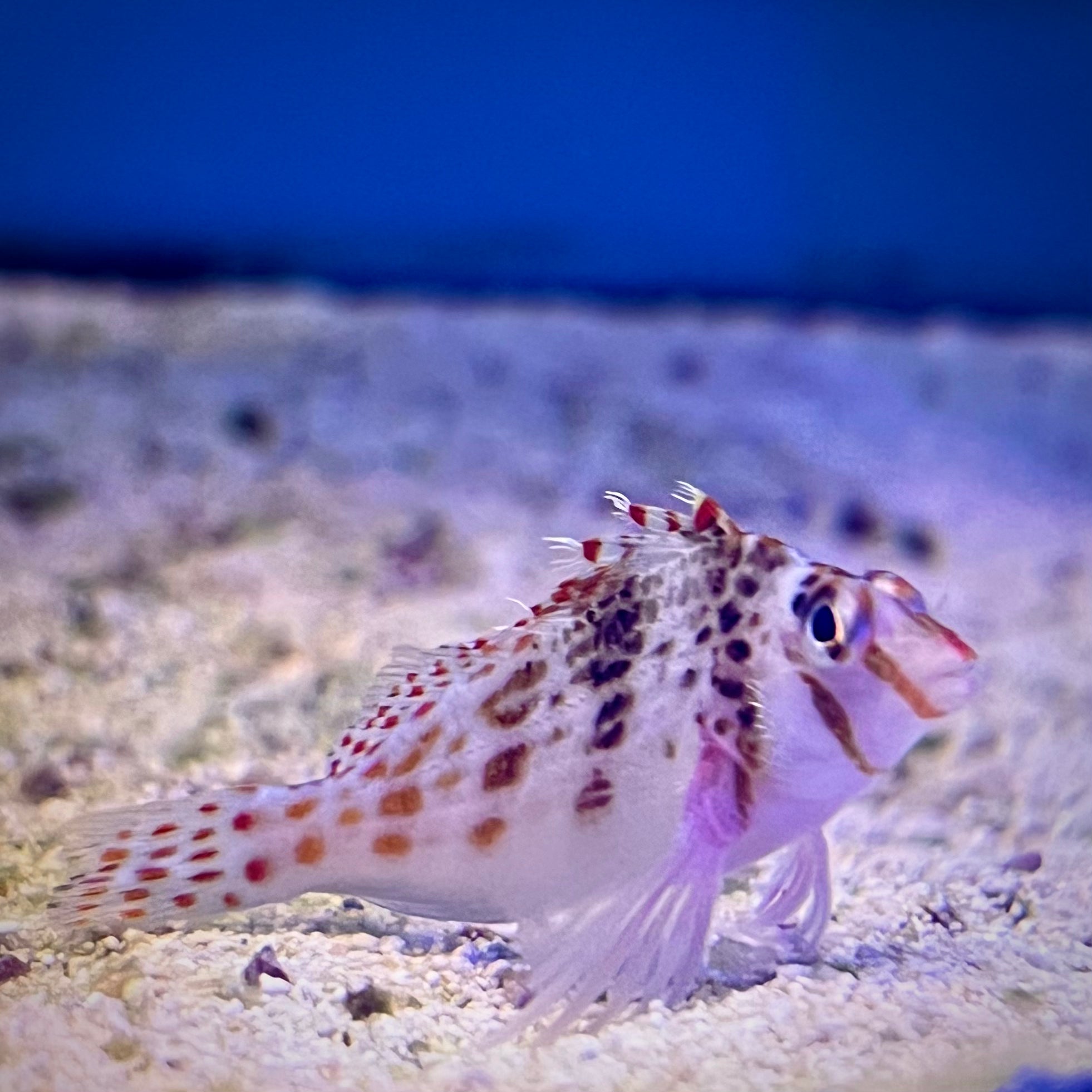 Falco Hawkfish – MN Aquatics