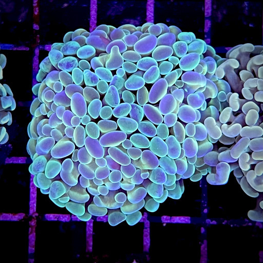 Hologram Hammer Coral