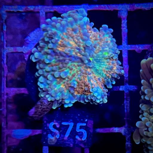 Ricordea Yuma Mushroom Coral