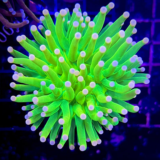 Holy Grail Torch Coral 065
