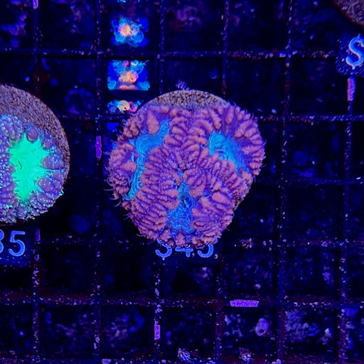 Blue & Red Blastomussa Wellsi