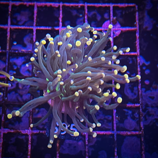 Pink tipped Green Torch Coral 043