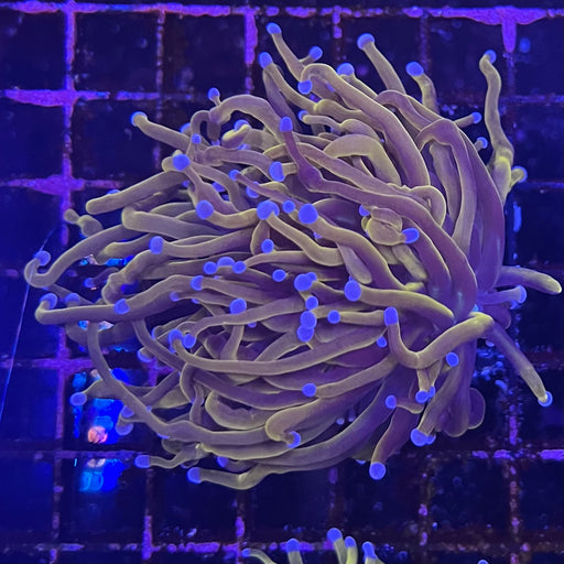 Dragon Soul Torch Coral