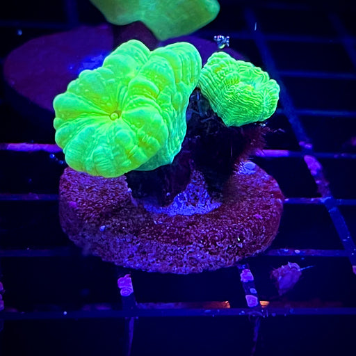 Kryptonite Candy Cane Coral