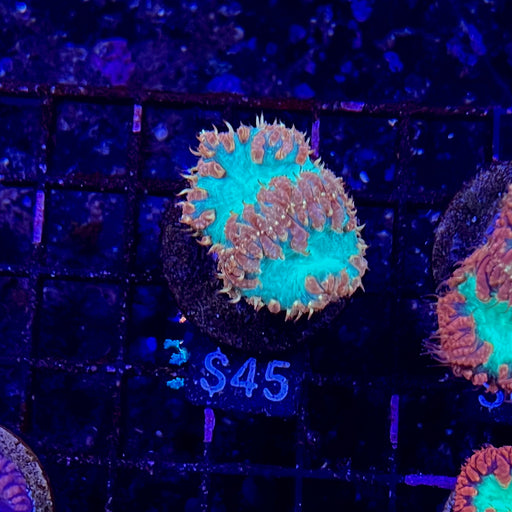 Orange & Green Blastomussa Wellsi