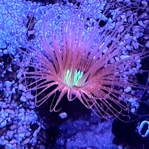 Pink Tube Anemone
