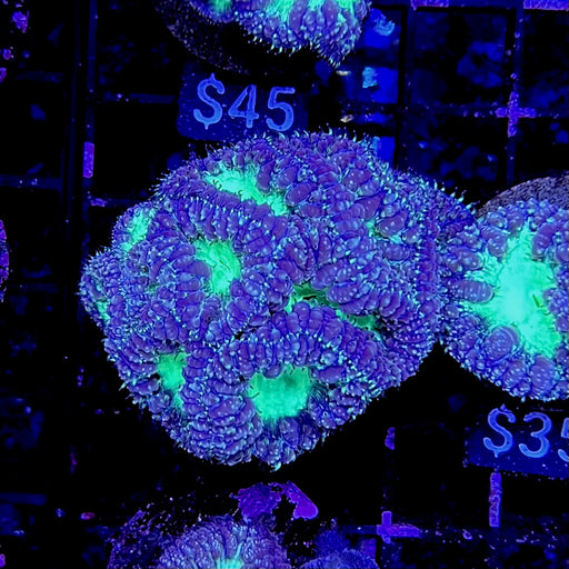 Purple & Green Blastomussa Wellsi