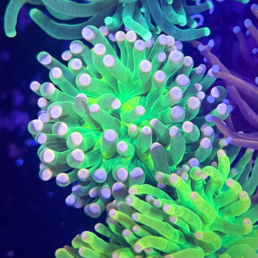 Holy Grail Torch Coral 077