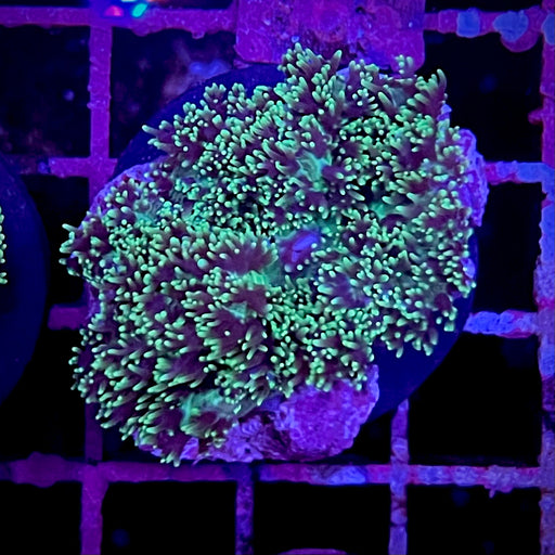 Neon Green Hairy Mushroom Coral
