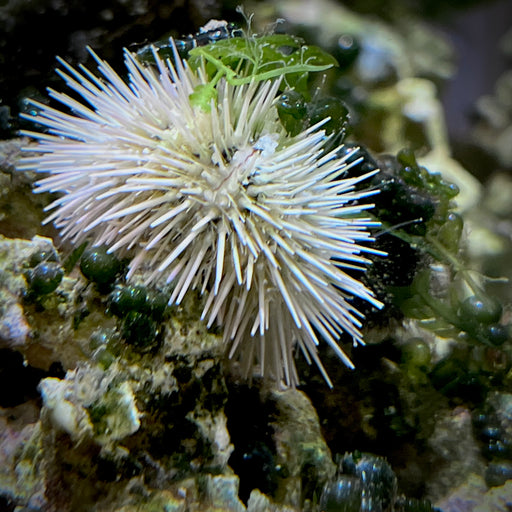 Pincushion Urchin