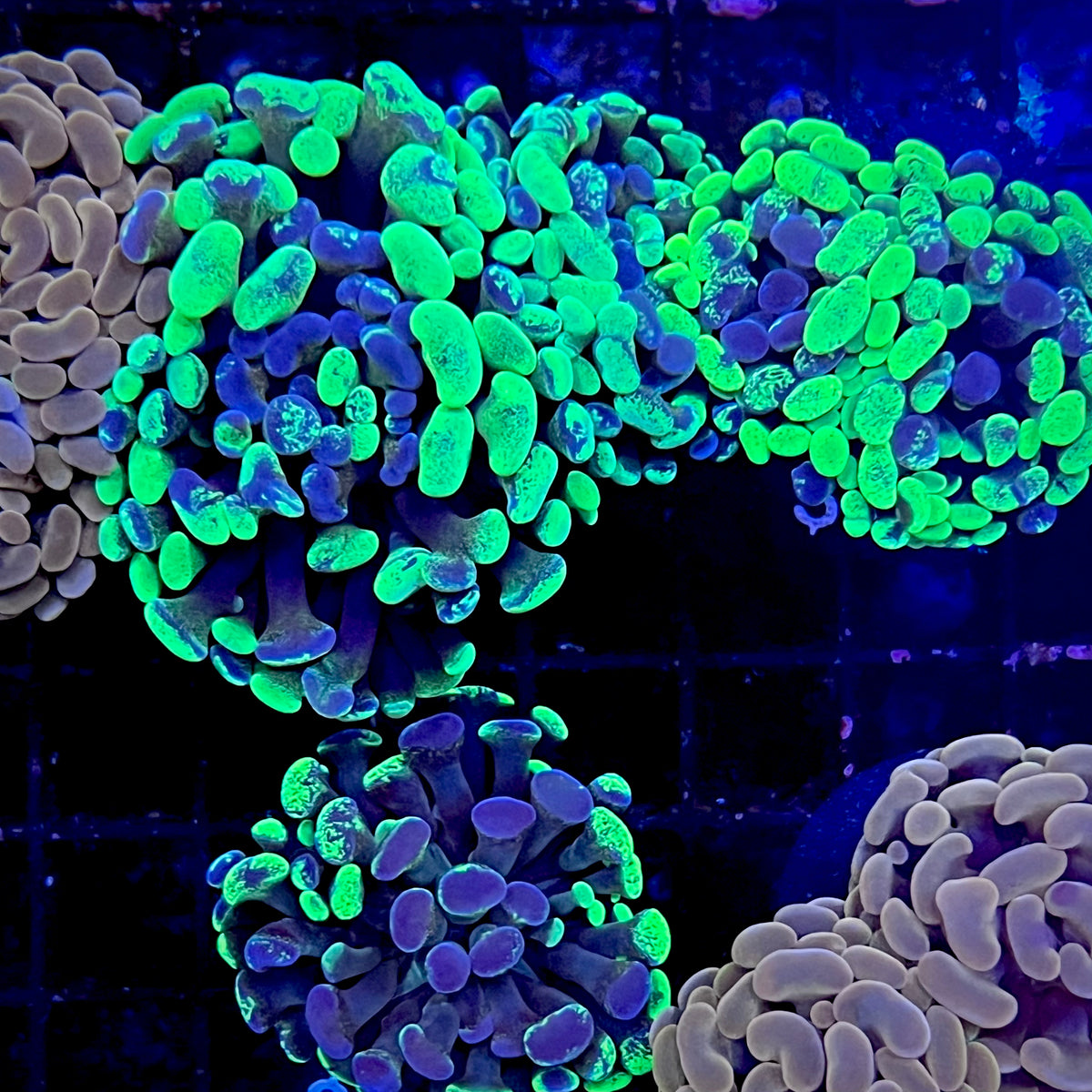 Purple & Green Splatter Hammer Coral