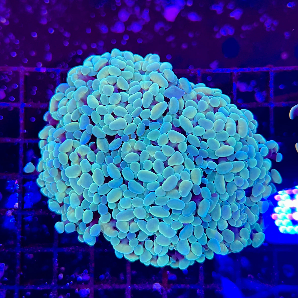 Green Hammer Coral