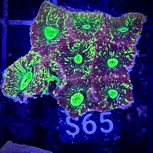 Neon Green Maze Favia  Prism Coral