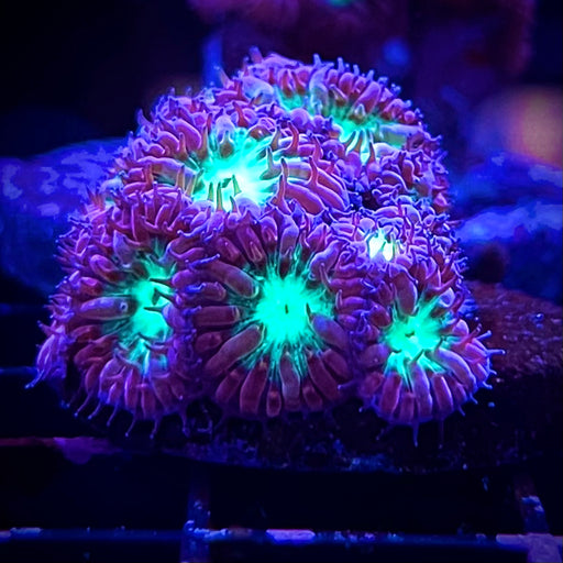 Blastomussa Merletti Coral