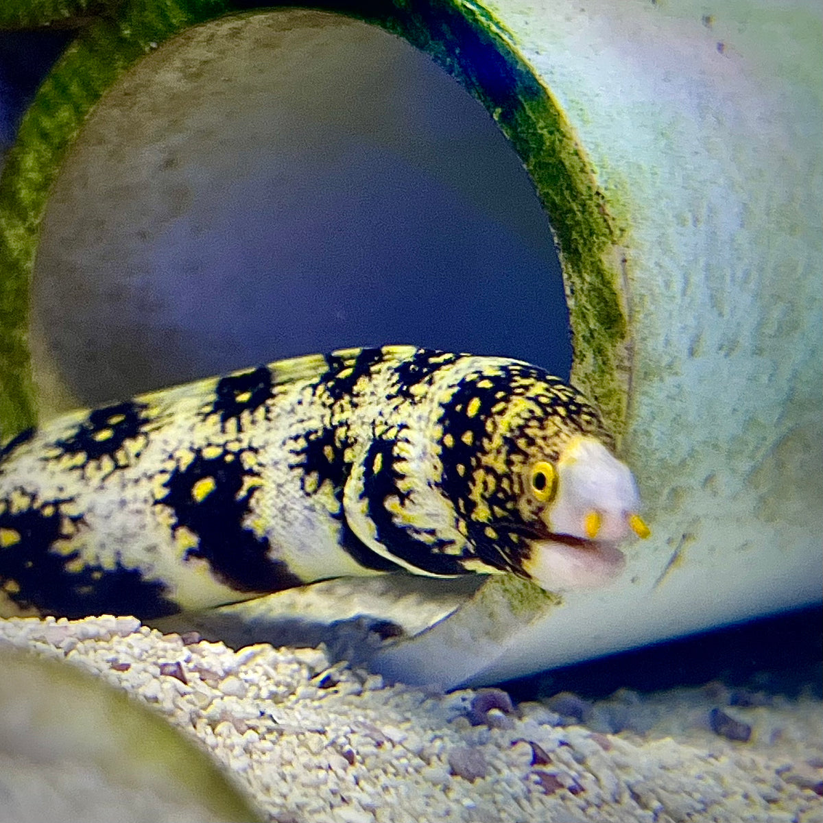 Snowflake Eel