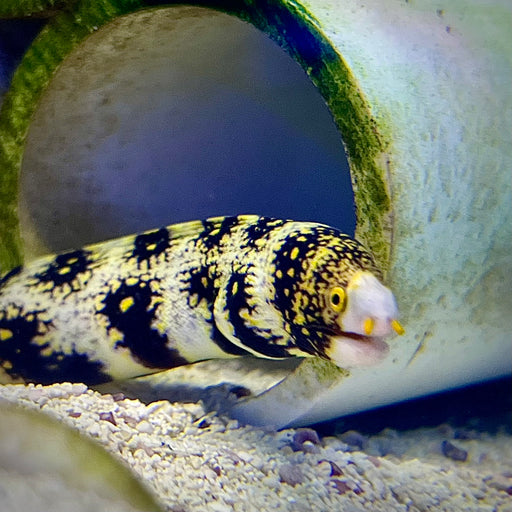 Snowflake Eel