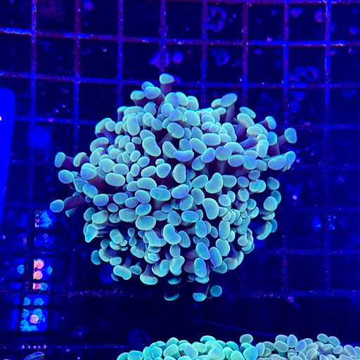 Green Hammer Coral