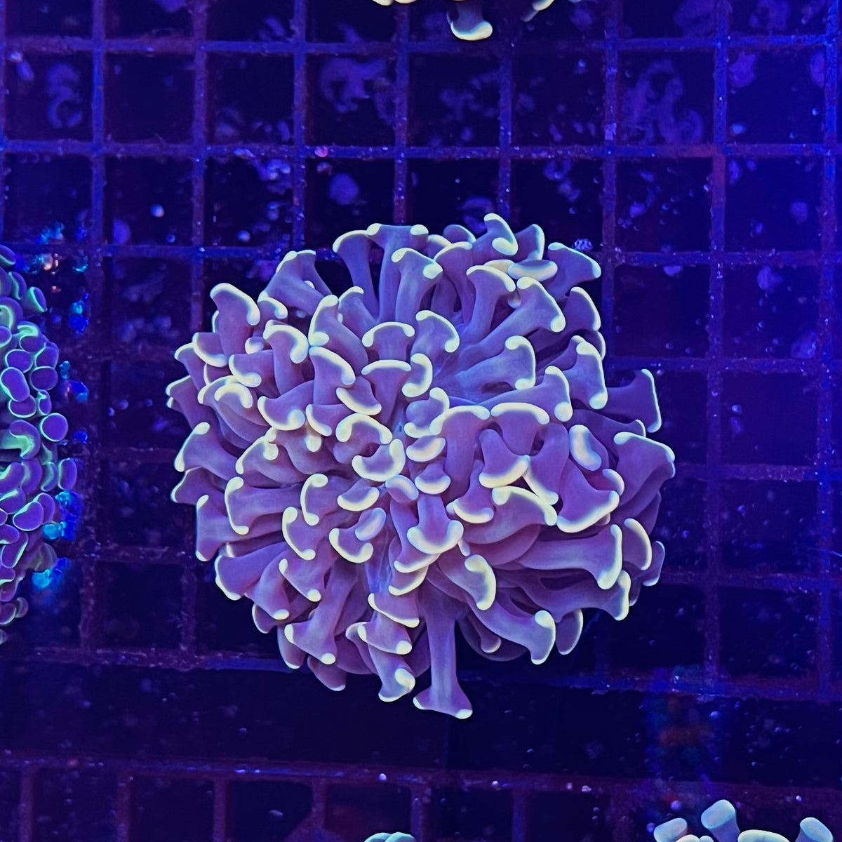 Gold Hammer Coral