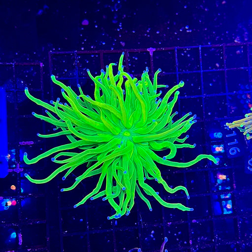 Holy Grail Torch Coral