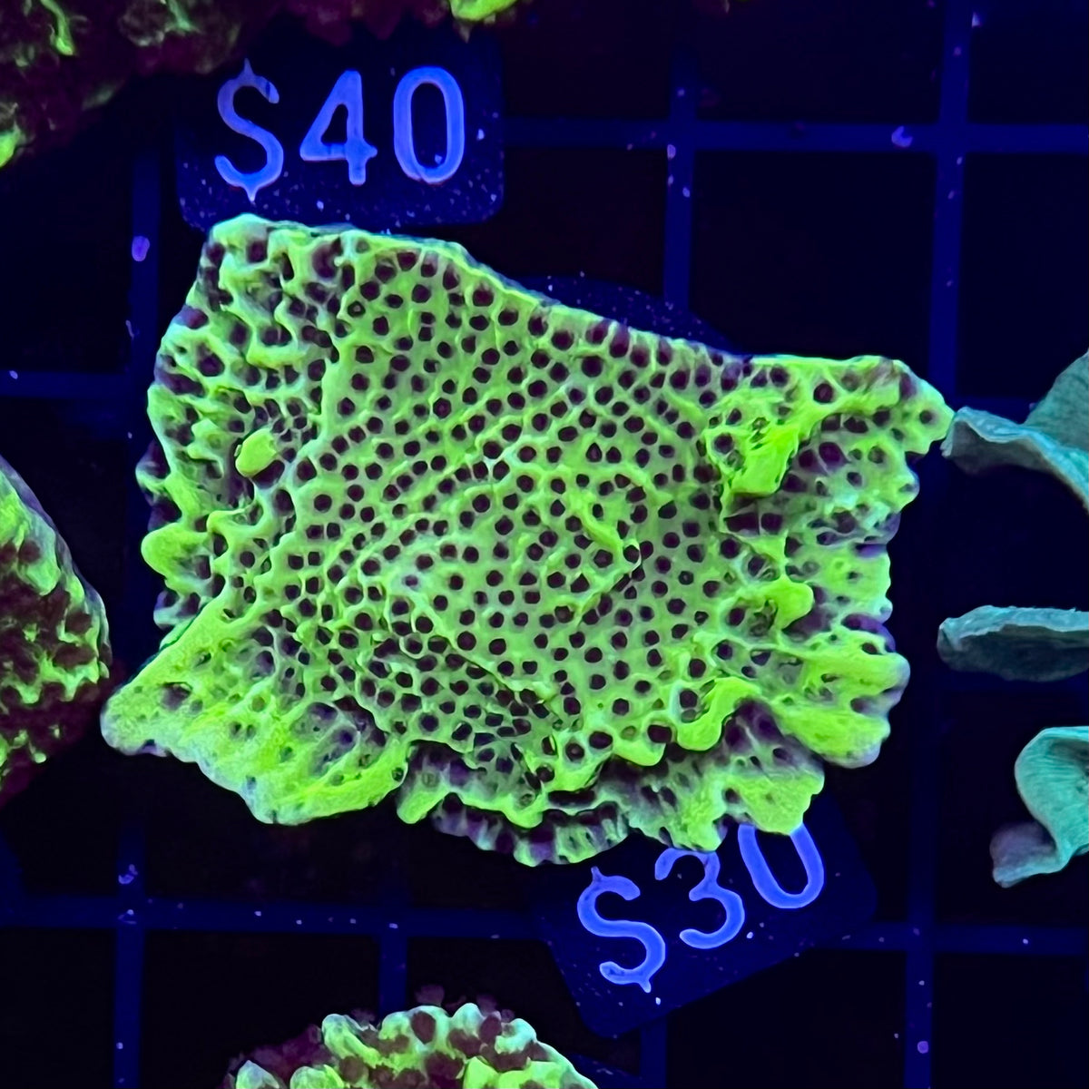 Neon Green Montipora Spongodes
