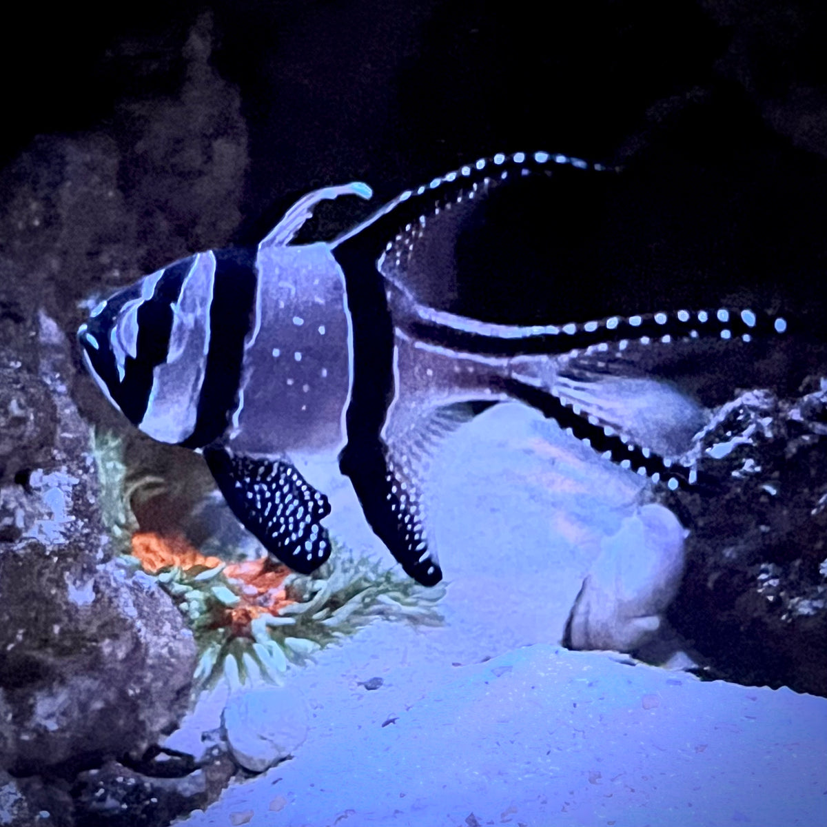 Banggai Cardinal