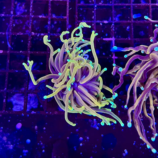 Dragon Soul Torch Coral