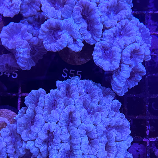 Blue Candy Cane Coral