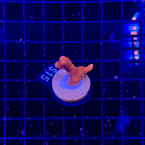 Montipora Digitata Coral aka finger coral