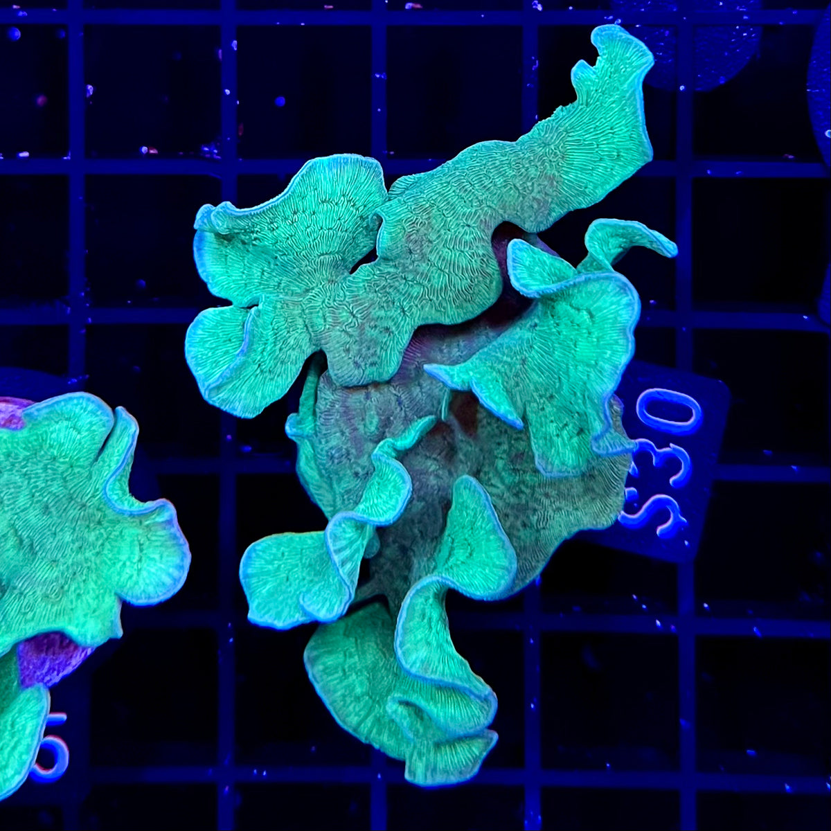 Pavona Coral (Cactus/Chip Coral)