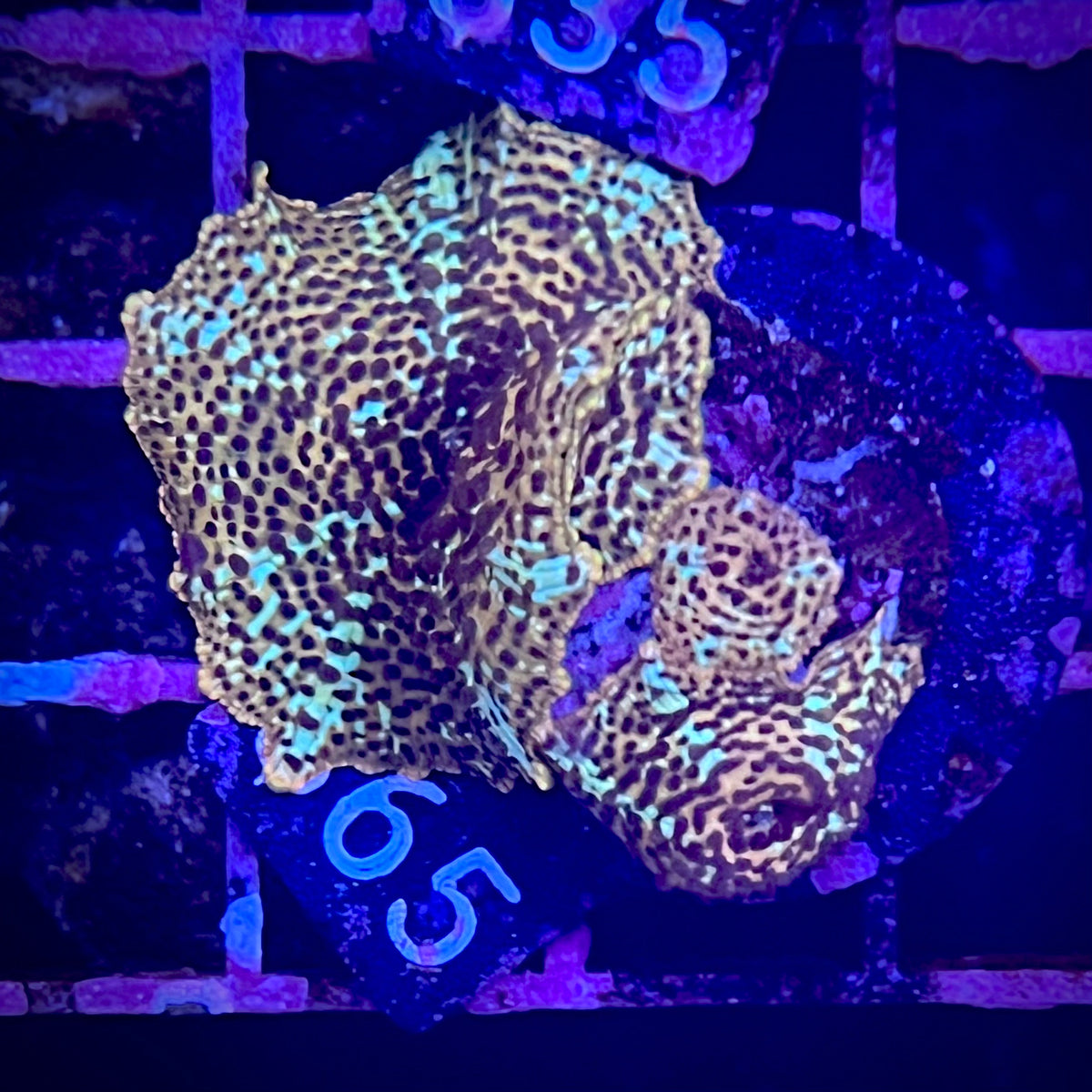 Leopard Discosoma Mushroom Coral