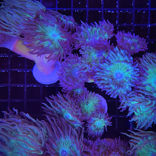 Assorted Duncan Frag