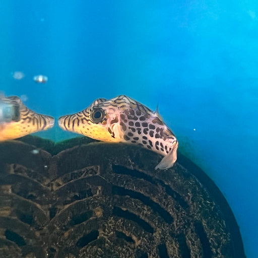 Leopard Sharpnose Puffer