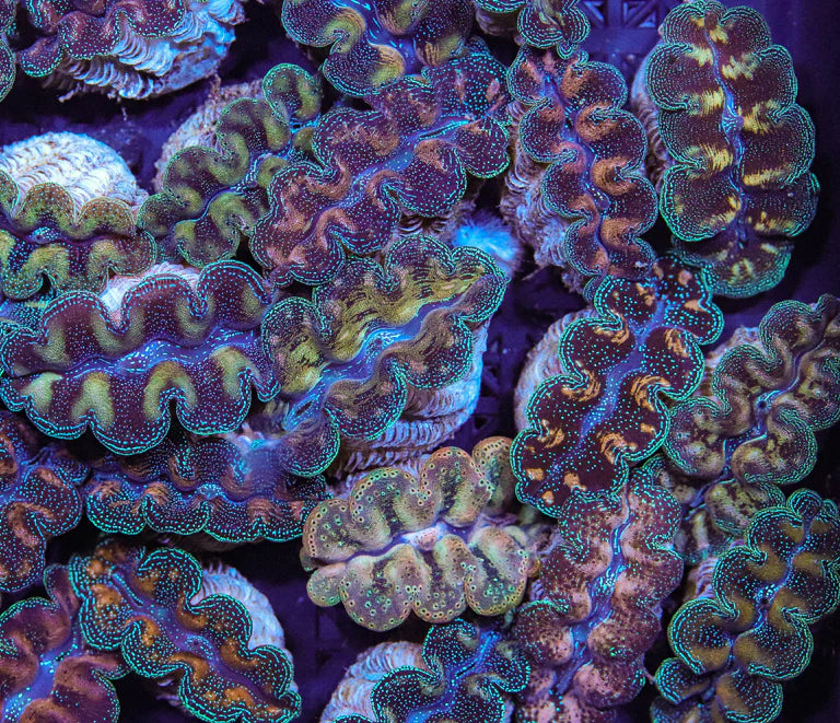 Cultured Crocea Clam